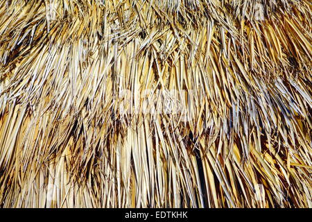 Feuilles de palmier séchées roof à Varadero, Cuba Banque D'Images