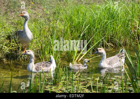 Un groupe d'oies baignade dans un étang marécageux. Banque D'Images