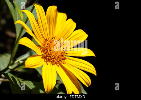 Mauvaises herbes tournesol mexicain qui fleurit en hiver à Mae Hong Son, Thaïlande et la zone vide du côté droit (isolé) Banque D'Images