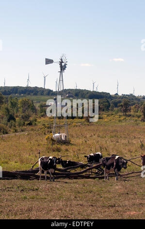 Champ des vaches Banque D'Images