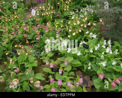 Londres, Royaume-Uni, 20 mai 2014 RHS Chelsea Flower Show premier jour Banque D'Images