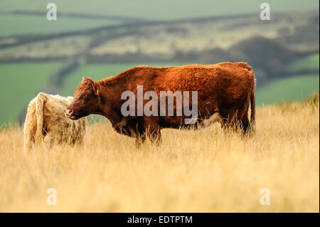 Bovins à viande rouge rubis l'itinérance dans les landes herbeuses sur Exmoor, UK Banque D'Images