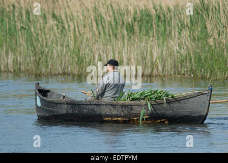 L'homme dans le bateau de roseaux, delta du Danube, Roumanie, Europa Banque D'Images