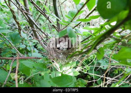 Nid de la Blyth's Reed Warbler (Acrocephalus dumetorum) avec des oeufs. Banque D'Images