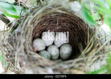 Nid de la Blyth's Reed Warbler (Acrocephalus dumetorum) avec des oeufs. Banque D'Images