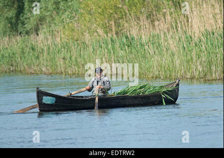 L'homme dans le bateau de roseaux, delta du Danube, Roumanie, Europa Banque D'Images