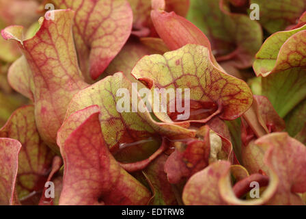 Sarracenia purpurea ssp. venosa Banque D'Images