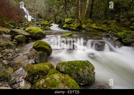 Todd Creek et cascade dans Park-Sooke-poule Sooke, Colombie-Britannique, Canada. Banque D'Images