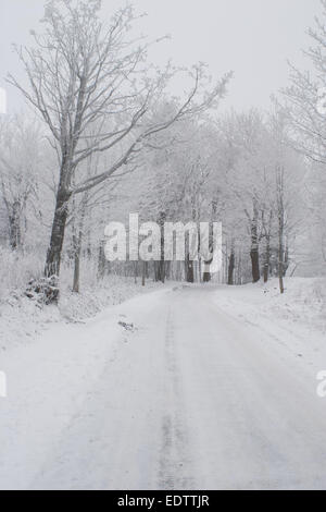 Belle scène d'arbres givrés dans une rangée avec route couverte de neige Banque D'Images