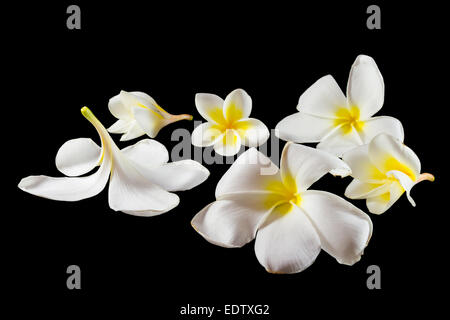 Groupe de Plumeria (autre nom : Frangipani , arbre pagode, Temple tree,Apocynaceae,leelawadee, lunthom) sur fond noir (Isol Banque D'Images