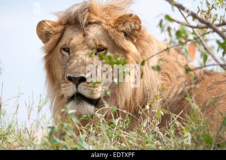 Le roi lion dans la savane de l'Afrique Banque D'Images