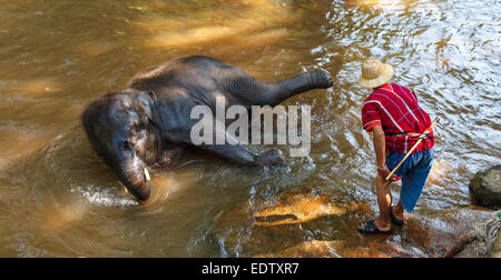 Les jeunes thaïlandais éléphant a été prendre un bain avec de l'éléphant (mahout conducteur , elephant keeper ) à Maesa elephant camp , Chiang Mai , Thaïlande Banque D'Images