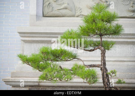 Bonsai arbre en pot de fleurs Banque D'Images