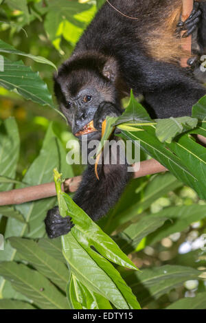 Manteau singe hurleur (Alouatta palliata) de manger les feuilles des arbres dans la forêt vierge, parc national de Cahuita, Limón, Costa Rica. Banque D'Images