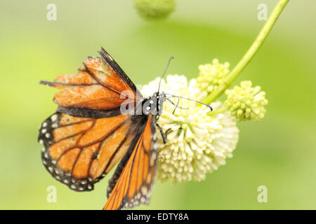 Monarch avec une aile endommagée sur un bouton Bush Banque D'Images