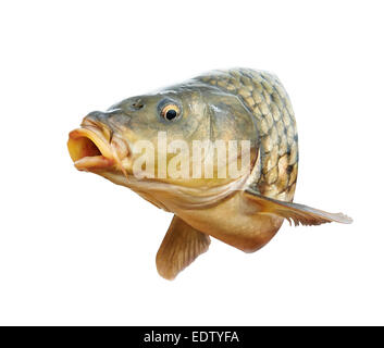 Tête de poisson carpe avec la bouche ouverte Banque D'Images
