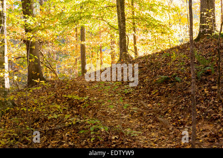 Un chemin raide monte par les feuilles tombées et plus de racines dans une forêt au début de l'automne Banque D'Images
