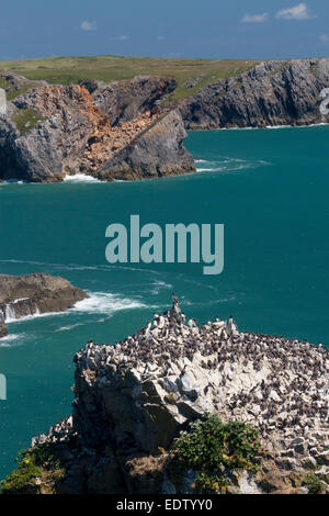 Les roches de la pile ou Elegug guillemots nichant sur piles Pile de roche avec vue sur la mer et la côte en arrière-plan à l'ouest de Pembrokeshire Wales UK Banque D'Images