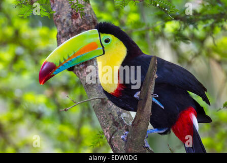 Keel-Billed Toucan (Ramphastos sulfuratus), Limon, Costa Rica. Banque D'Images