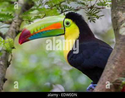 Keel-Billed Toucan (Ramphastos sulfuratus), Limon, Costa Rica. Banque D'Images