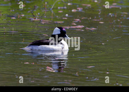 Le petit garrot canard (Bucephala albeola) mâle sur le lac à Brookwood Marsh, Nanaimo, île de Vancouver, BC, Canada en avril Banque D'Images