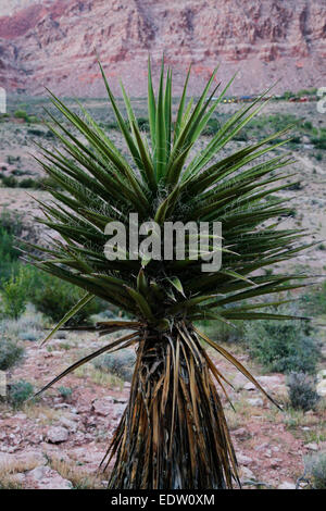 Les Yucca plante dans la roche rouge de conservation - LAS VEGAS, NEVADA Banque D'Images
