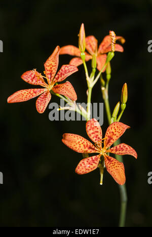 Lily Blackberry sur fond noir Banque D'Images