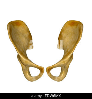 Jambes avec squelette bassin Banque D'Images