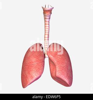 Poumons humains Banque D'Images
