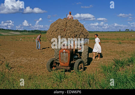 Des mennonites de la Spanish Lookout de travail Règlement sur les terres agricoles, Belize, en Amérique centrale, Juin 1985 Banque D'Images