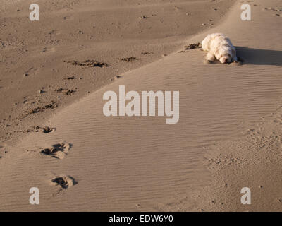 Petit labradoodle chien allongé sur le sable prêt à bondir avec empreintes de pas dans le sable, UK Banque D'Images