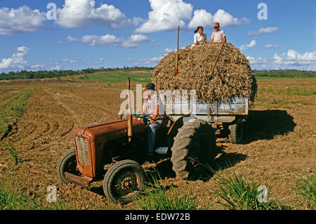 Des mennonites de la Spanish Lookout de travail Règlement sur les terres agricoles, Belize, en Amérique centrale, Juin 1985 Banque D'Images
