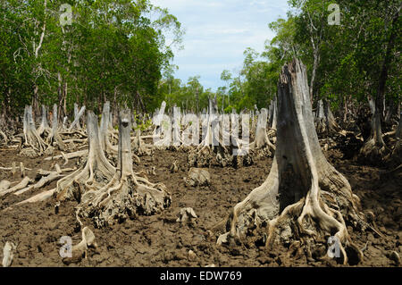 Un spot déboisées dans une forêt de mangrove Banque D'Images