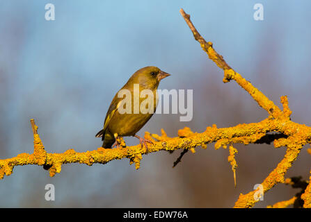European Goldfinch Carduelis chloris mâle adulte, perché sur une branche couverte de lichen Banque D'Images