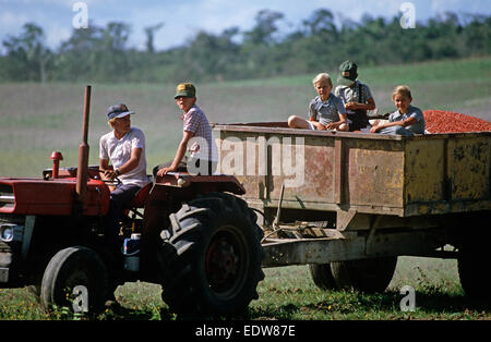 Des mennonites de la Spanish Lookout de travail Règlement sur les terres agricoles, Belize, en Amérique centrale, Juin 1985 Banque D'Images