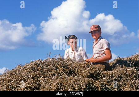 Des mennonites de la Spanish Lookout de travail Règlement sur les terres agricoles, Belize, en Amérique centrale, Juin 1985 Banque D'Images