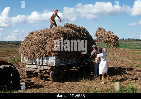 Des mennonites de la Spanish Lookout de travail Règlement sur les terres agricoles, Belize, en Amérique centrale, Juin 1985 Banque D'Images