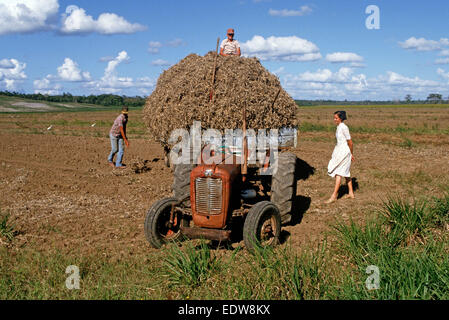 Des mennonites de la Spanish Lookout de travail Règlement sur les terres agricoles, Belize, en Amérique centrale, Juin 1985 Banque D'Images