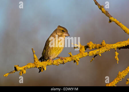 European Goldfinch Carduelis chloris hot perché sur une branche couverte de lichen Banque D'Images