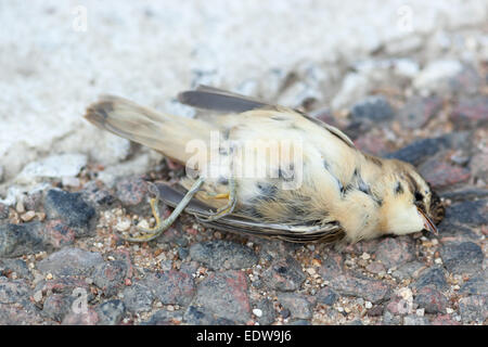 Dead Phragmite des joncs (Acrocephalus schoenobaenus) dans road Banque D'Images