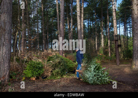 Southport, Merseyside, Royaume-Uni Le 10 janvier 2014. Le recyclage et la conservation. Au cours des dernières années, des milliers d'arbres de Noël recyclés ont été utilisés pour construire des clôtures trappe de sable et offrir de meilleures conditions pour la croissance de l'ammophile, qui protège une partie vulnérable de cette zone d'importance internationale de l'habitat de dunes de sable. Après le succès grandissant de l'initiative, National Trust Rangers invité les gens à apporter avec eux leurs arbres de Noël coupés et les planter avec les Rangers. Banque D'Images