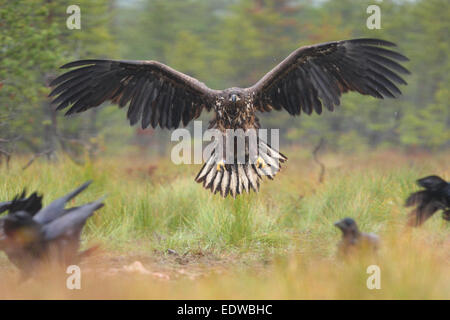 L'atterrissage à queue blanche (Haliaeetus albicilla) Banque D'Images