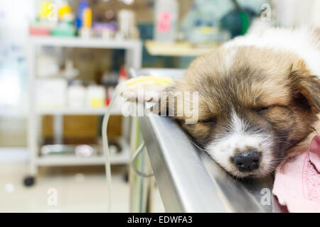 Chiot maladie avec goutte-à-goutte intraveineux sur table d'opération dans la clinique vétérinaire Banque D'Images