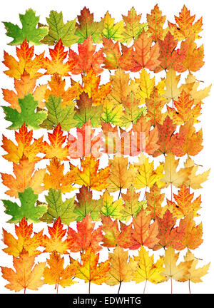 Les feuilles d'automne, collage, (Acer saccharinum) Feuilles d'érable, Banque D'Images