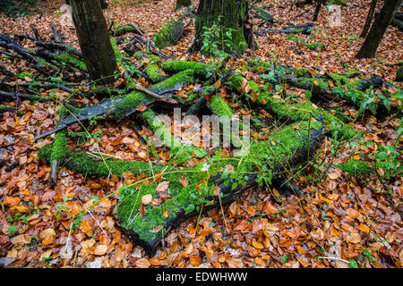 Forêt, l'automne, les troncs des arbres, couvert de mousse Banque D'Images