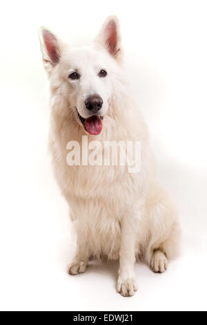 Beau chien Berger Blanc Suisse posing in studio Banque D'Images