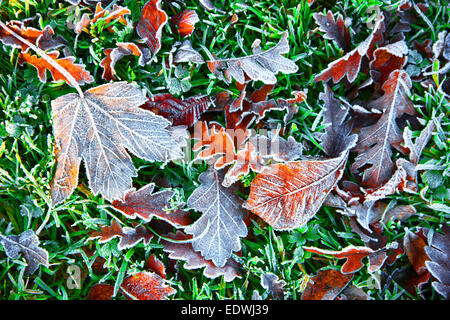 L'automne, l'automne, le feuillage sur l'herbe, gel,
