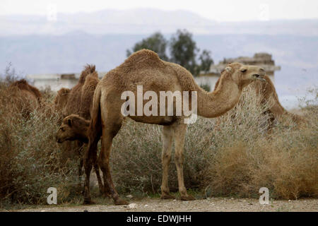 Jérusalem, Jérusalem, territoire palestinien. 10 janvier, 2015. Un troupeau de chameaux est vu nourris dans le désert de Judée entre Jéricho et Jérusalem © Muammar Awad/APA/Images/fil ZUMA Alamy Live News Crédit : ZUMA Press, Inc./Alamy Live News Banque D'Images