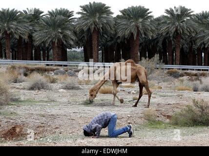 Jérusalem, Jérusalem, territoire palestinien. 10 janvier, 2015. Un Bédouin l'homme prie près de son chameau dans le désert de Judée entre Jéricho et Jérusalem © Muammar Awad/APA/Images/fil ZUMA Alamy Live News Crédit : ZUMA Press, Inc./Alamy Live News Banque D'Images