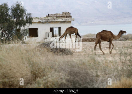 Jérusalem, Jérusalem, territoire palestinien. 10 janvier, 2015. Un troupeau de chameaux est vu nourris dans le désert de Judée entre Jéricho et Jérusalem © Muammar Awad/APA/Images/fil ZUMA Alamy Live News Crédit : ZUMA Press, Inc./Alamy Live News Banque D'Images